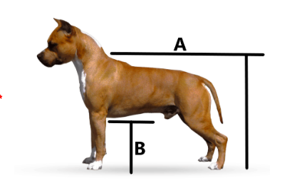 A picture of a dog with the letters a and b on it