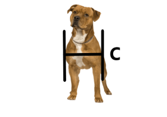 A dog with the letter h and c drawn on it