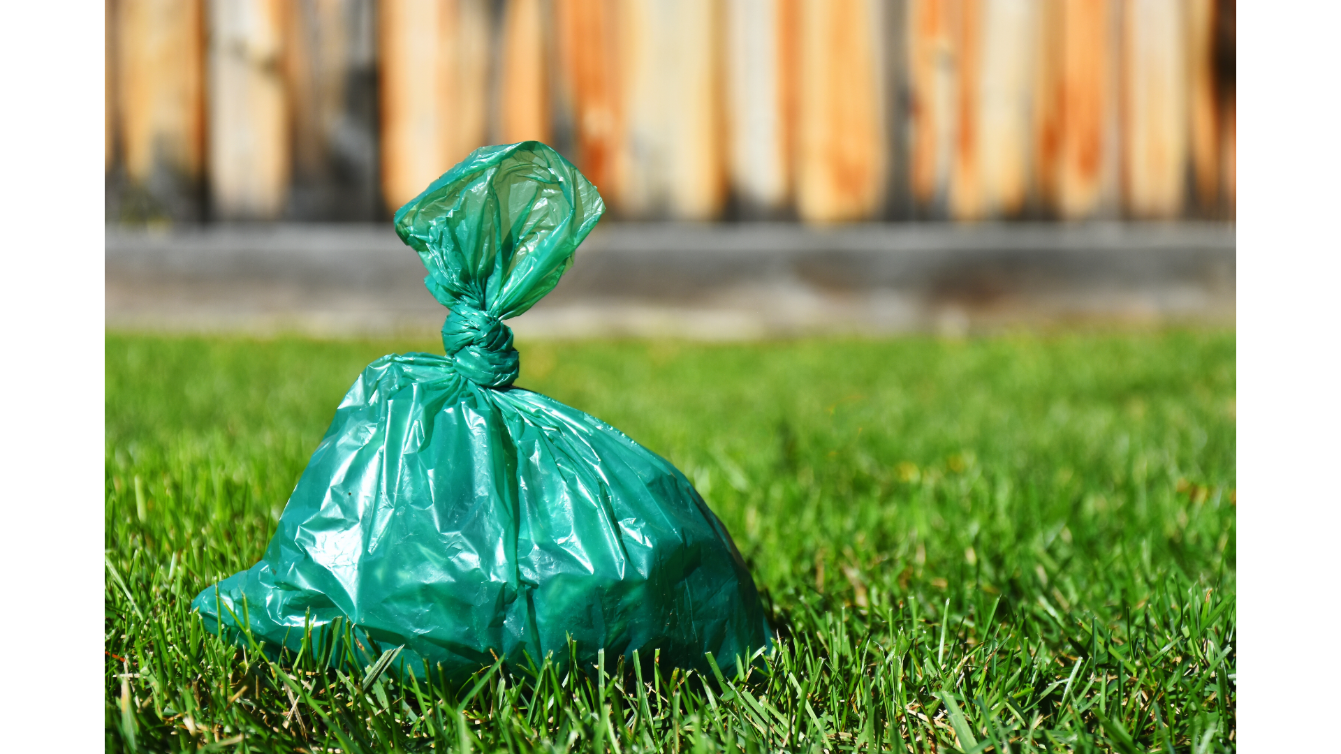 A green plastic bag is sitting on top of a lush green lawn.