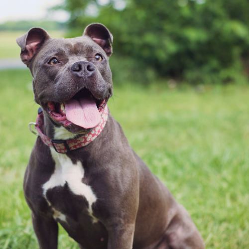 Preparing Your Dog for Spring: Allergies, Pollen & Yard Safety