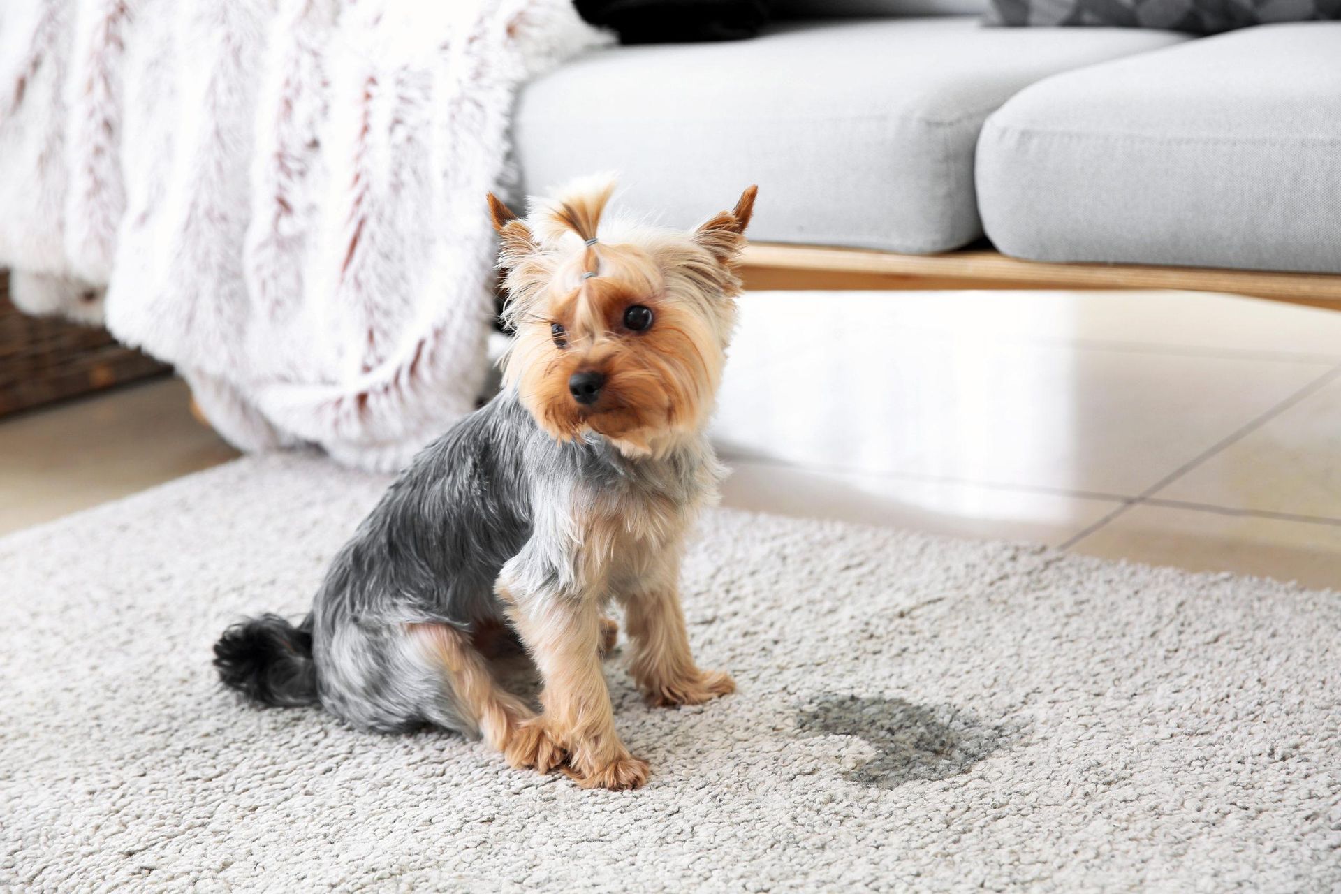 how to stop pet accidents in the house