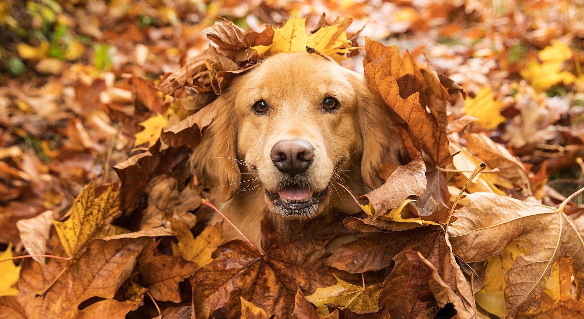 fall fun with your pet