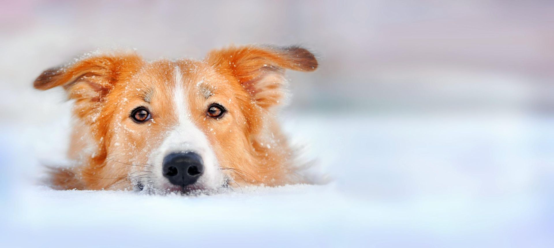keep your pet happy outside this winter