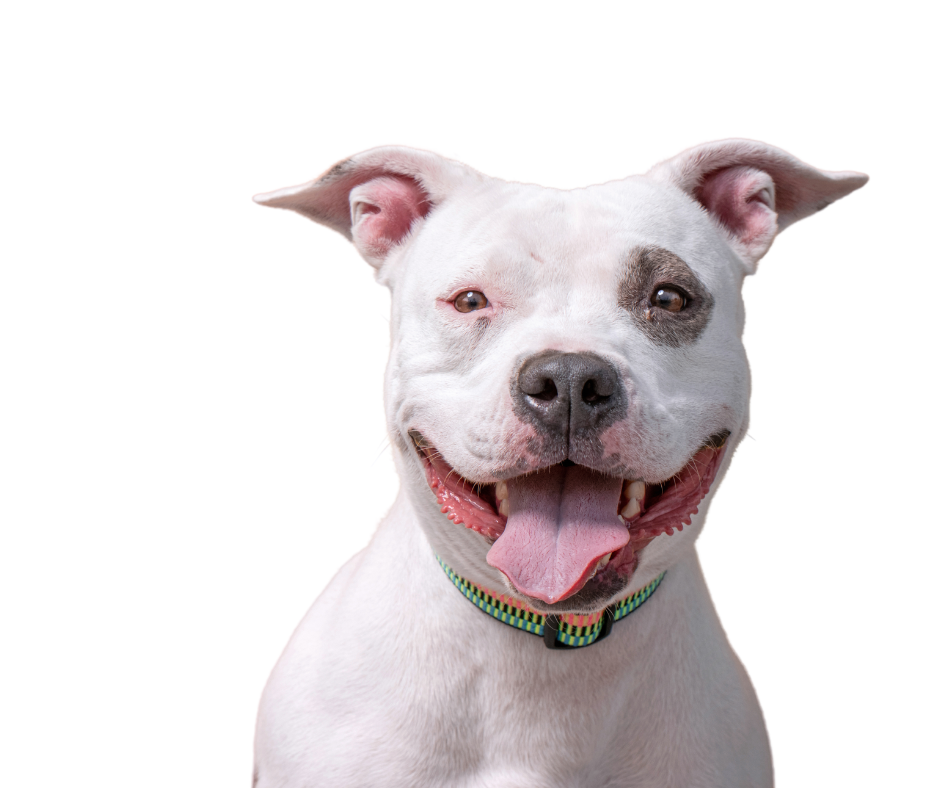 A brown and white dog with a brown collar is laying down