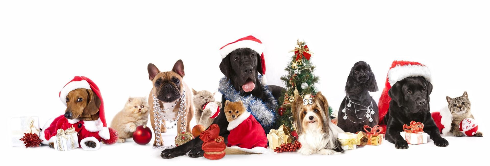 keep your pets safe during the holidays