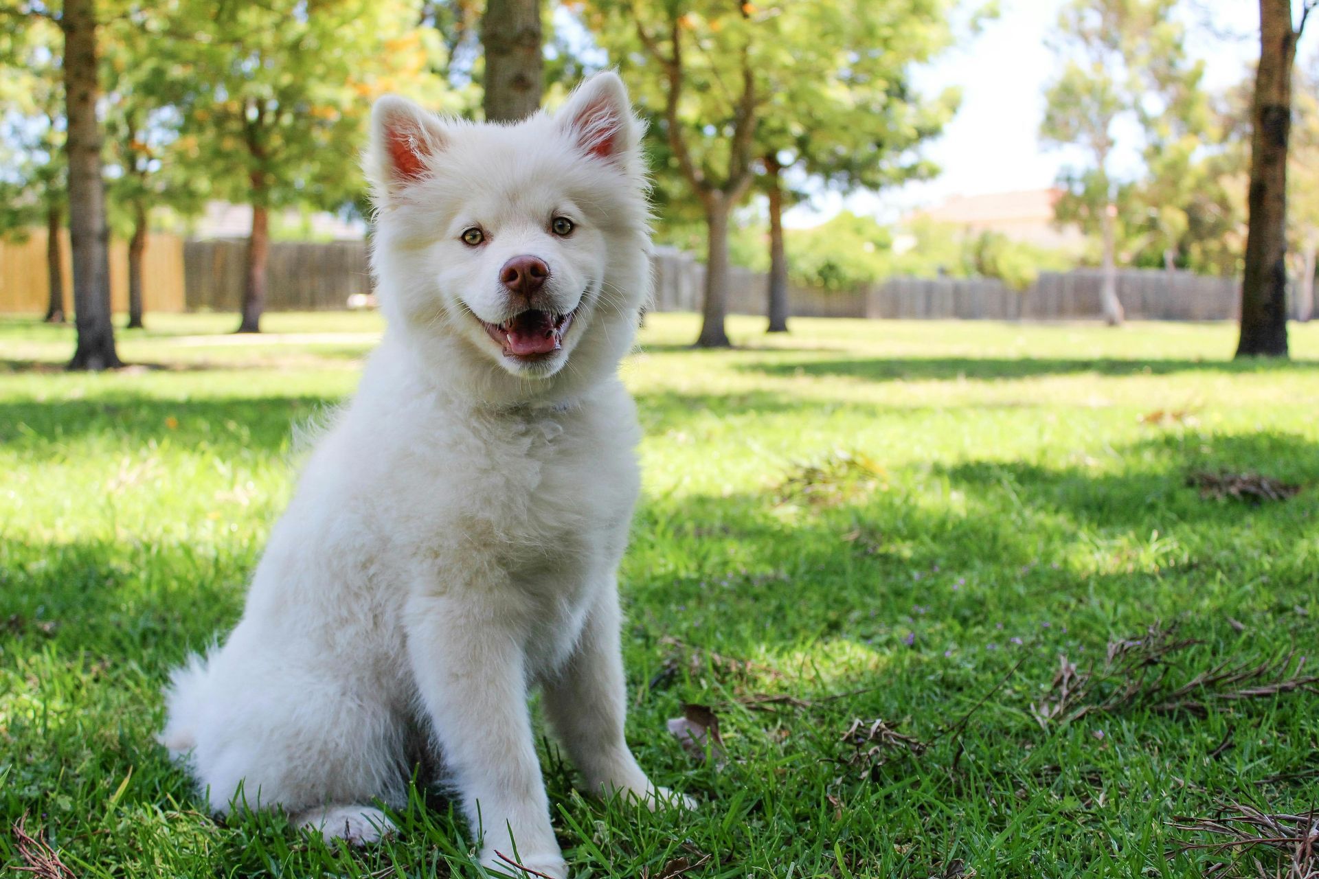 A white puppy is sitting in the grass in a park.