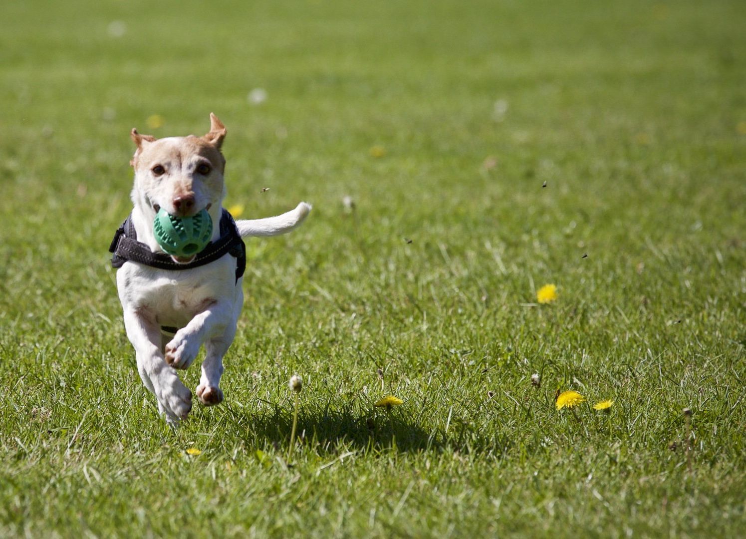 A small dog is running with a ball in its mouth.