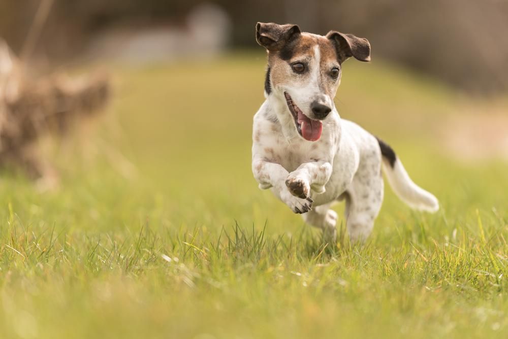 Are Underground Dog Fences Safe?