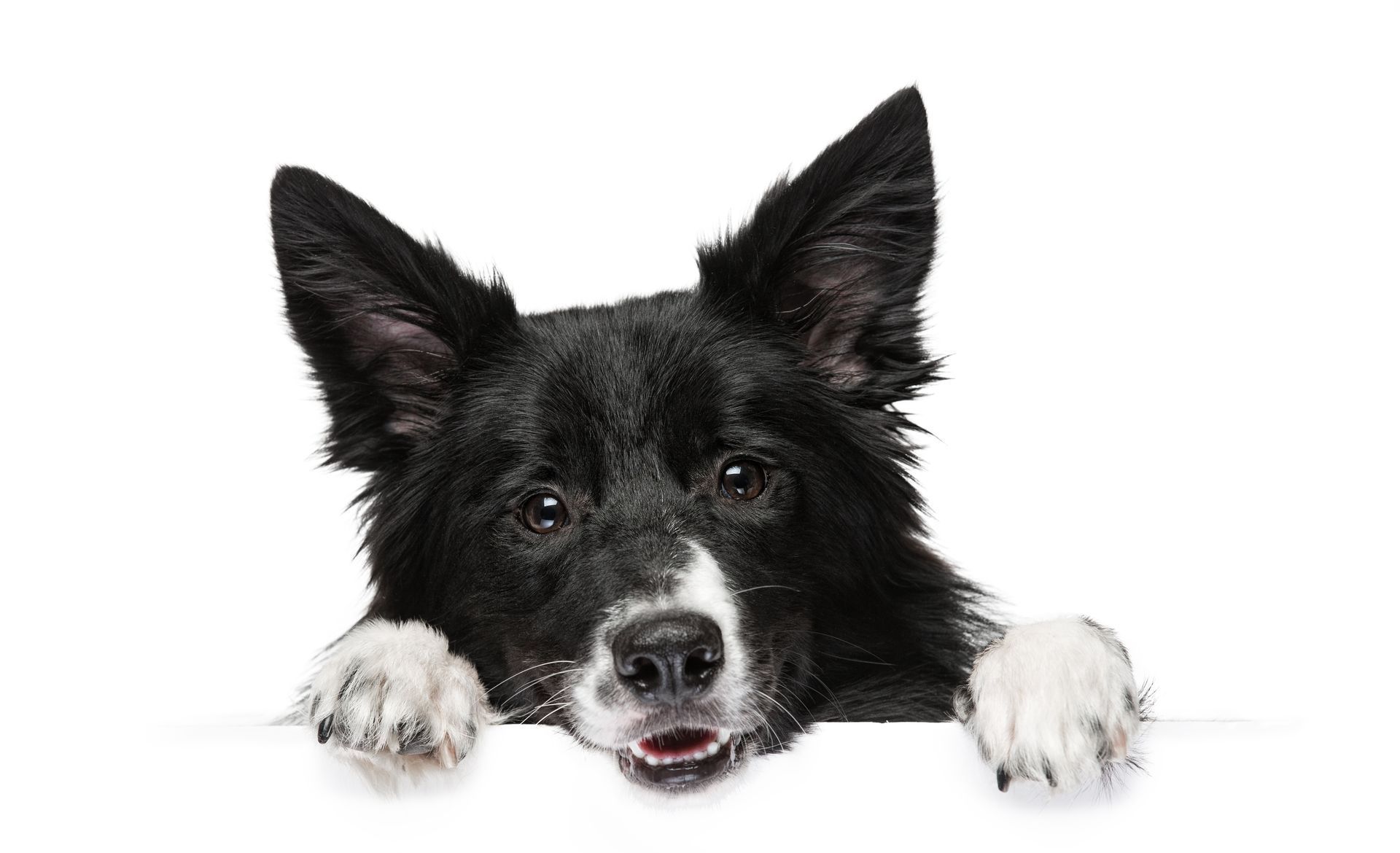 A black and white dog is peeking over a white sign.