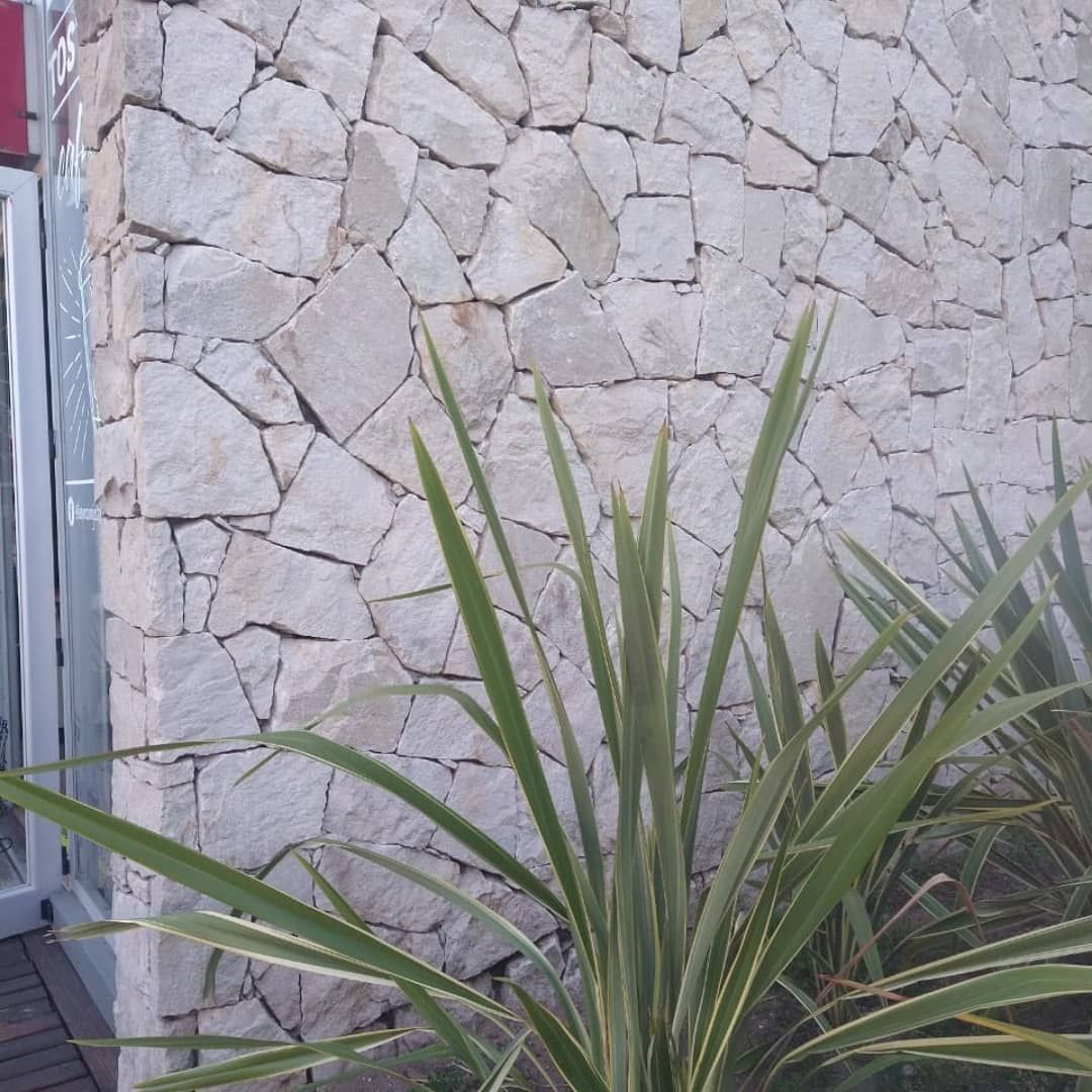 Un muro de piedra con una planta delante.