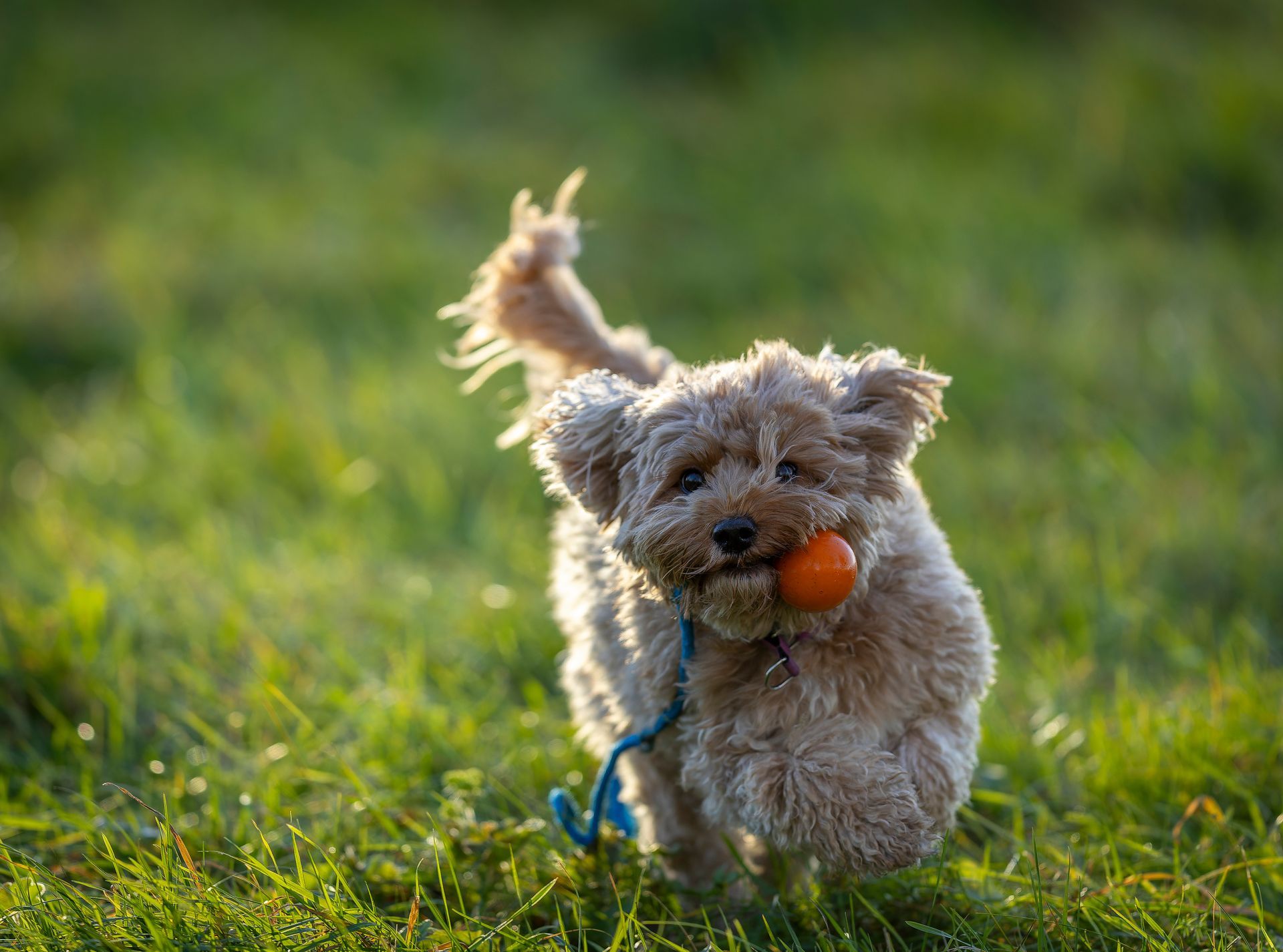 A small dog is running with a ball in its mouth.