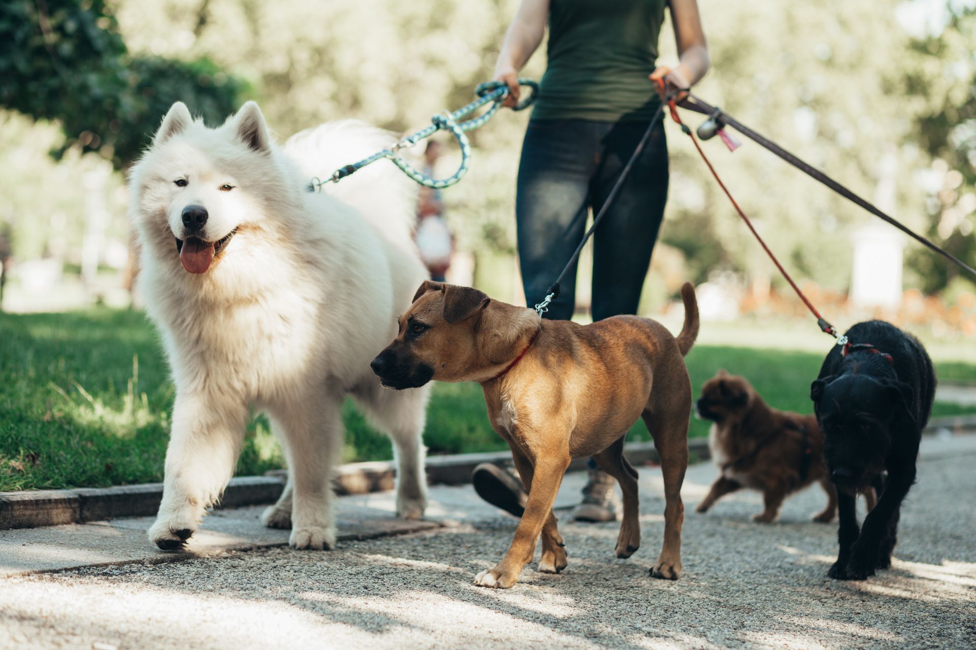 A woman is walking three dogs on leashes in a park.