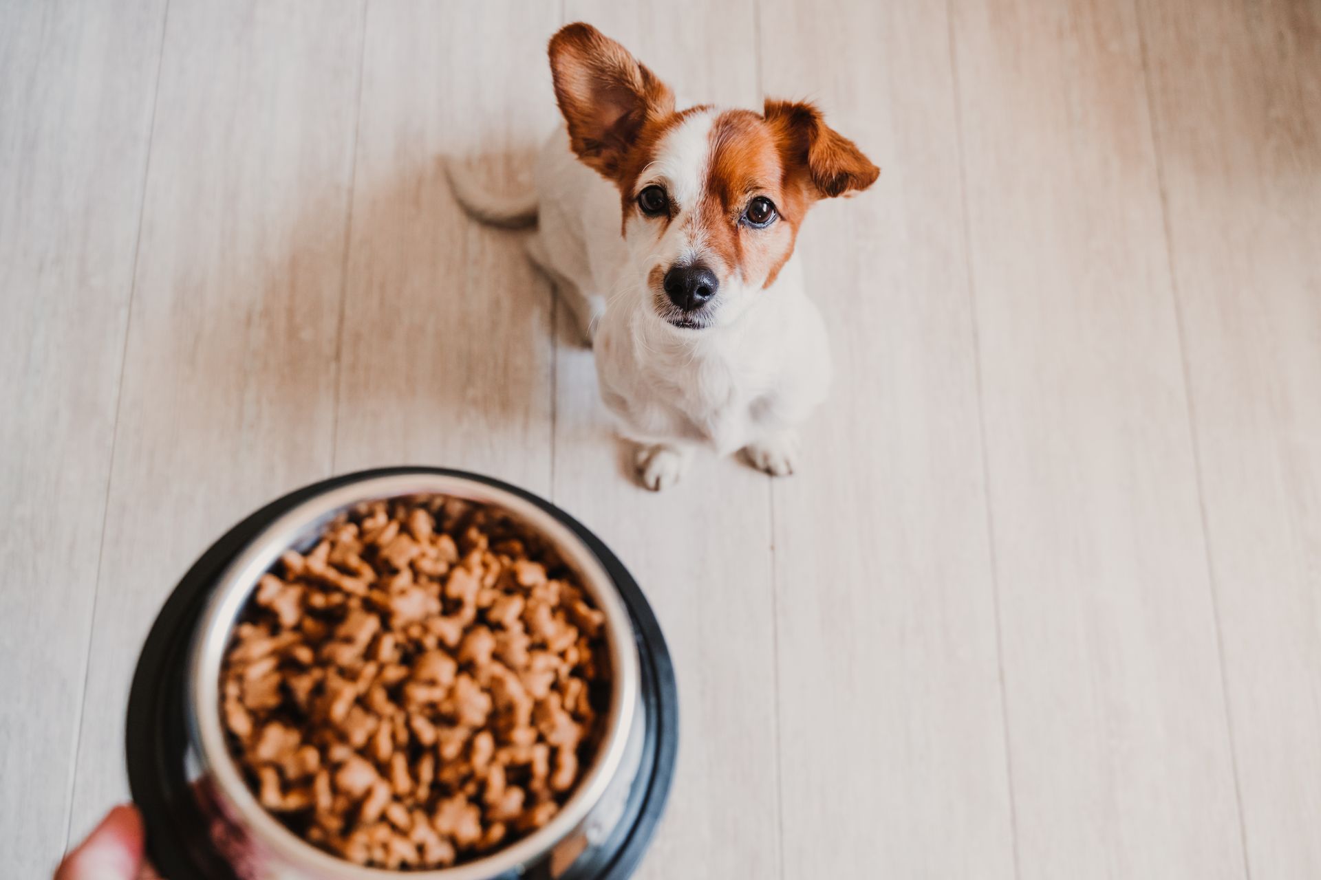A small dog is looking up at a bowl of dog food.