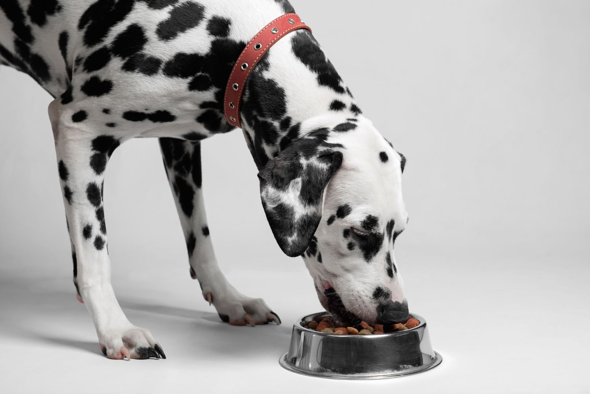 A dalmatian dog is eating food from a metal bowl.