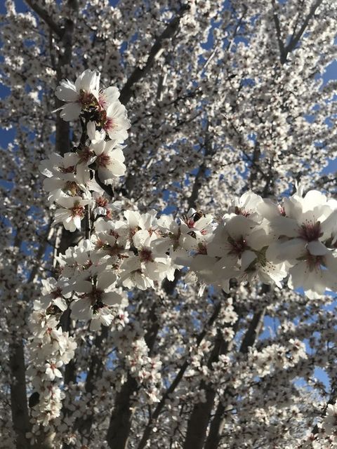 close up of cherry blossoms