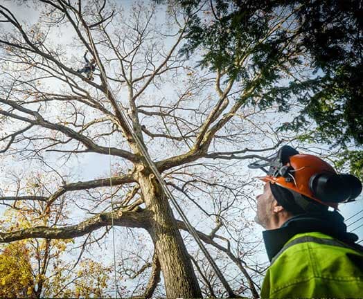 Tree Care in Pittsburgh, PA