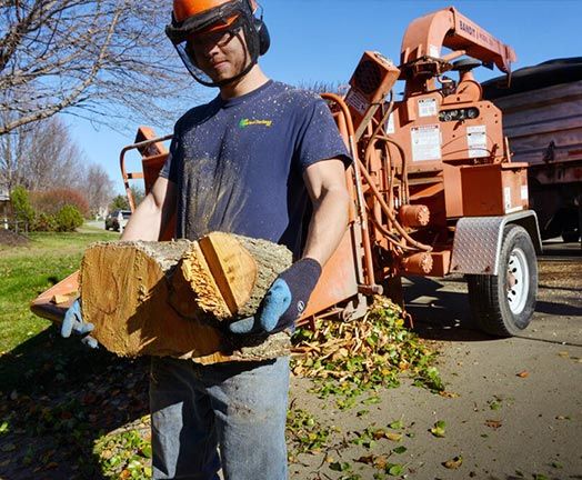 Tree Disposal in Pittsburgh, PA