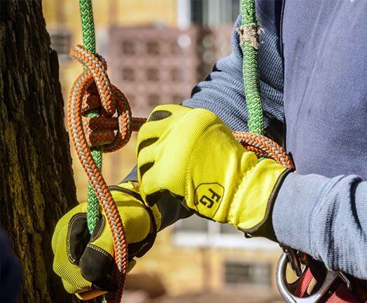 Tree Climbing Safety Harnes in Pittsburgh, PA