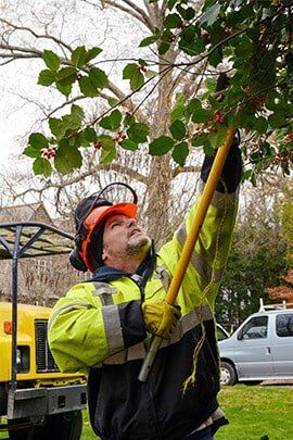 Tree topper - Tree service in Pittsburgh, PA