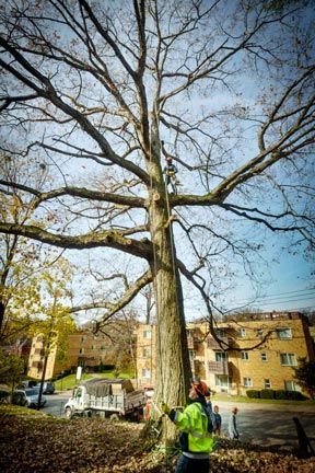 Dead Limb Removal in Pittsburgh, PA