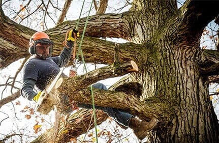 Tree Service Douglasville Ga