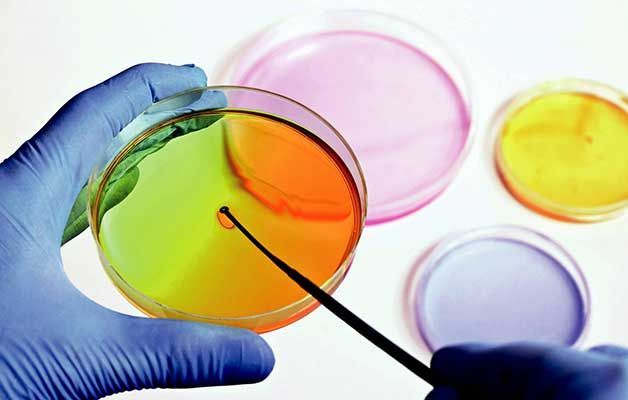 Una persona sostiene una placa de Petri con una aguja dentro.