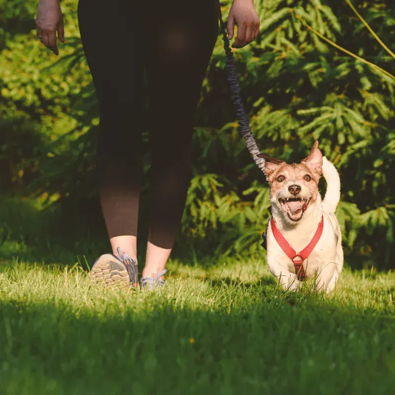 Person walking a small white dog on a leash across grass, with trees in the background
