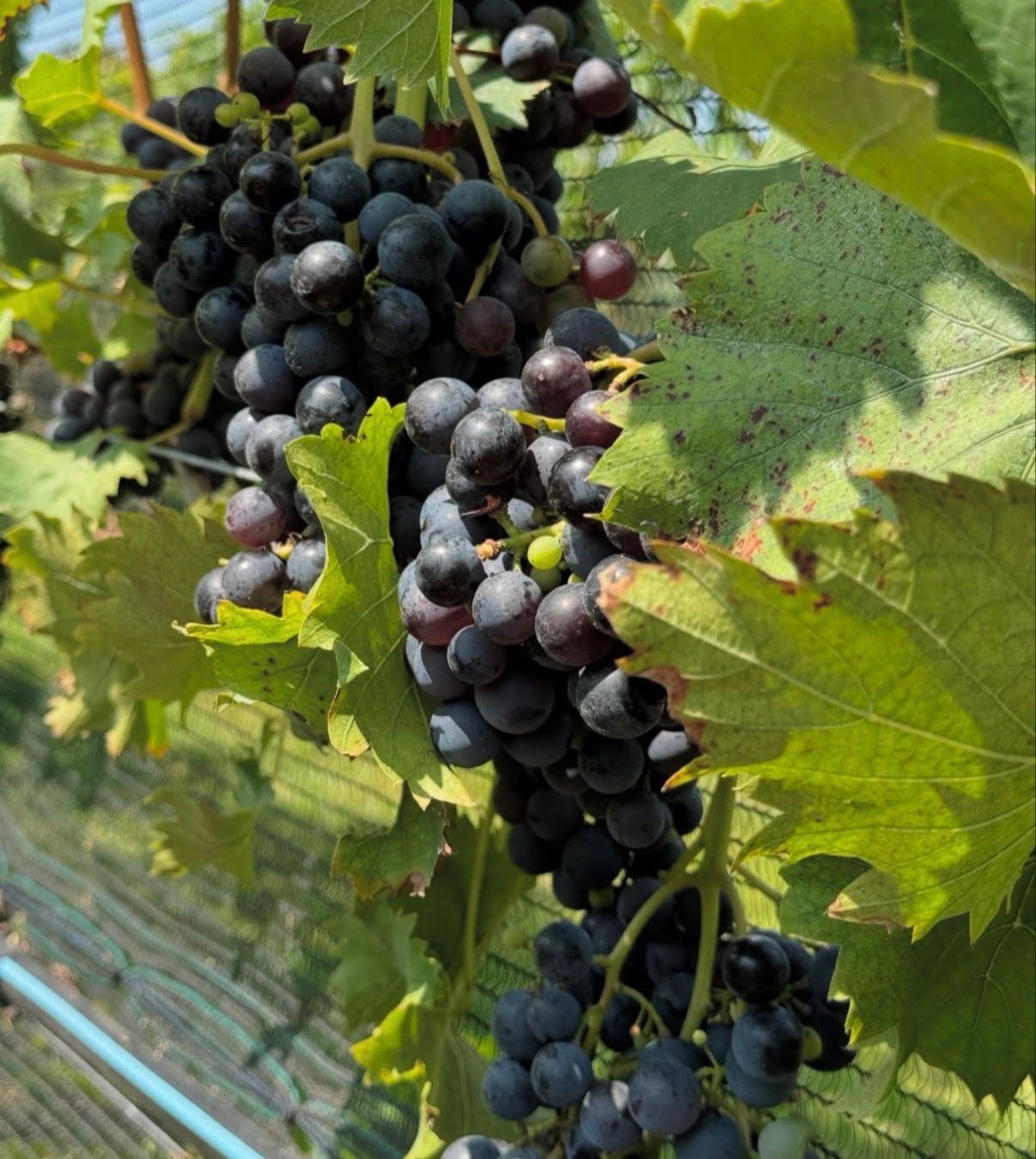 Sunset over a field of corn, with trees and a hill in the distance. The sky is orange and yellow.