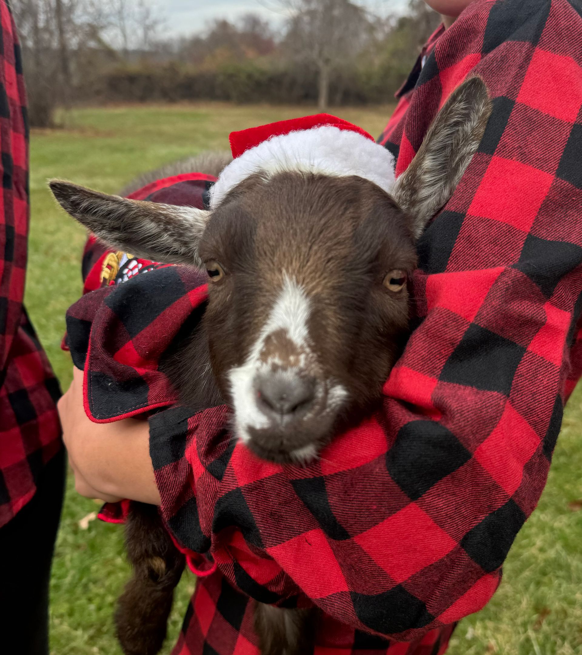 Hands decorating a Christmas wreath with dried fruit and greenery on a wooden table.
