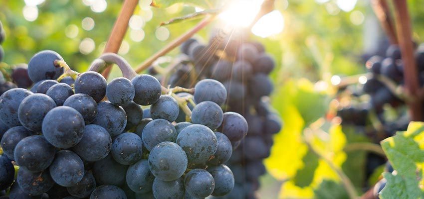 Close-up of ripe, dark purple grapes on the vine, illuminated by the sun.