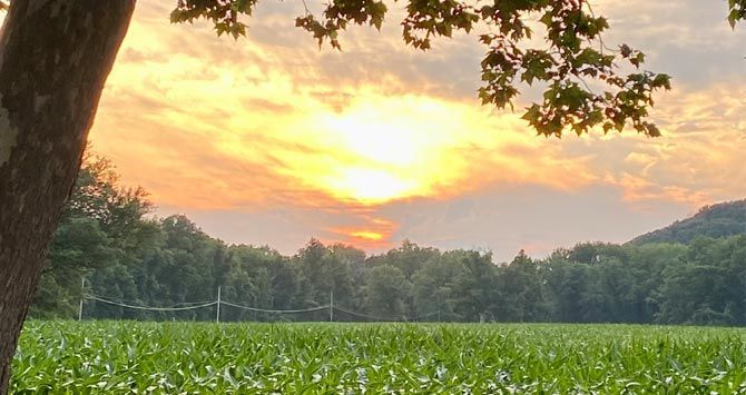 Sunset over a field of corn, with trees and a hill in the distance. The sky is orange and yellow.