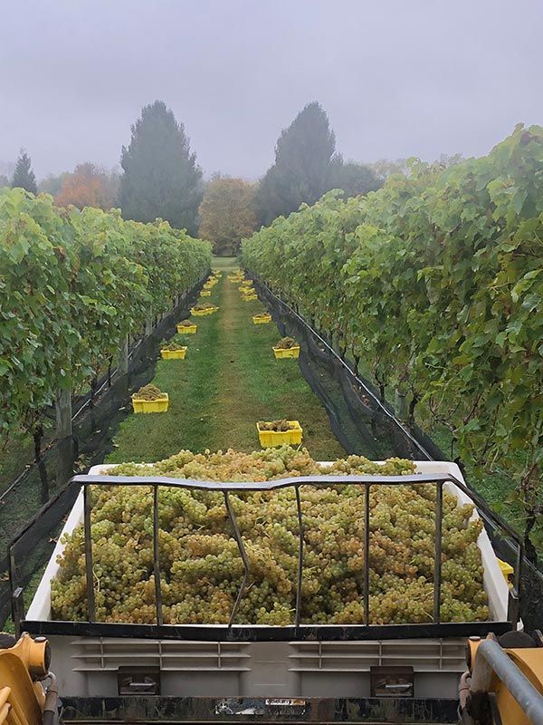 Vineyard during harvest; a tractor bed filled with harvested grapes, rows of vines, and yellow bins.