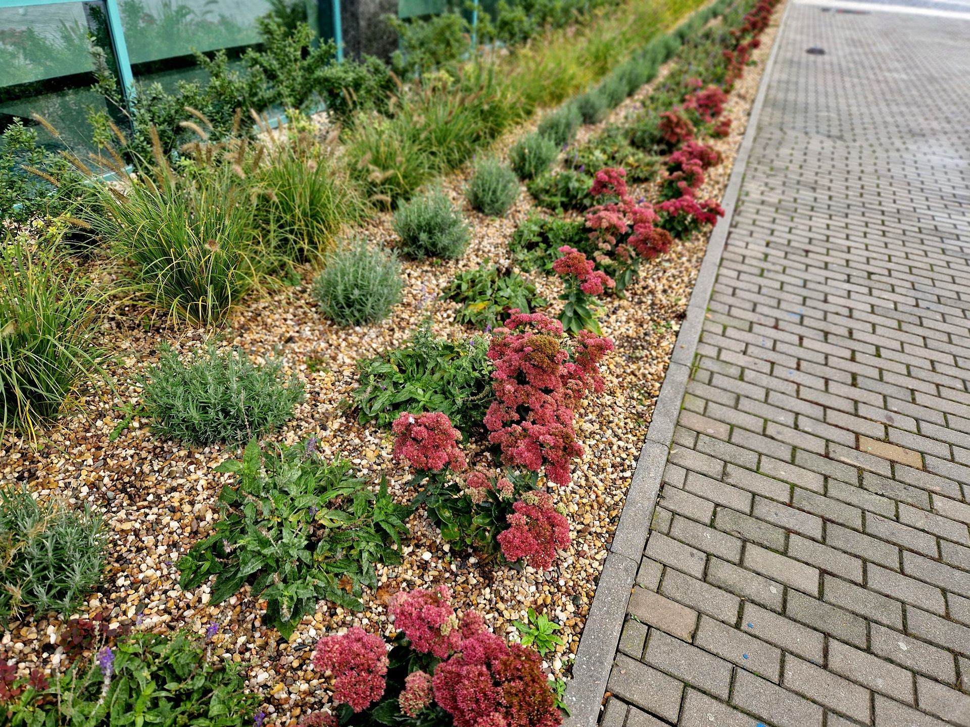 A flower bed with green shrubs and red sedum plants planted in gravel mulch next to a gray brick sidewalk.