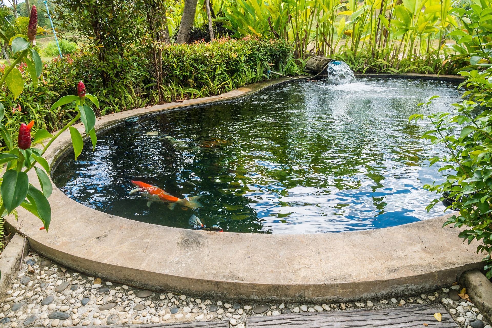 A landscaped koi pond with clear water, a small waterfall, lush green plants, and an orange koi fish swimming.