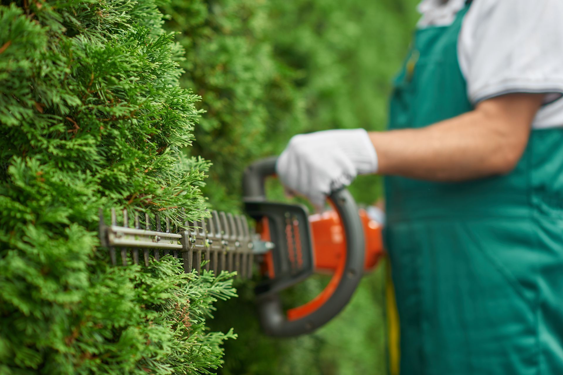 A person in green overalls and white gloves uses a hedge trimmer to prune a green conifer hedge.