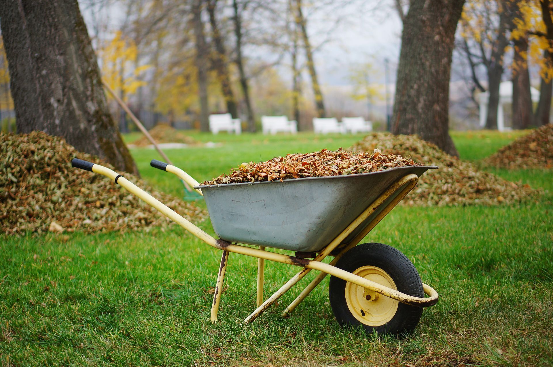 A metal wheelbarrow filled with fallen brown leaves sits on a green lawn in a park during autumn.