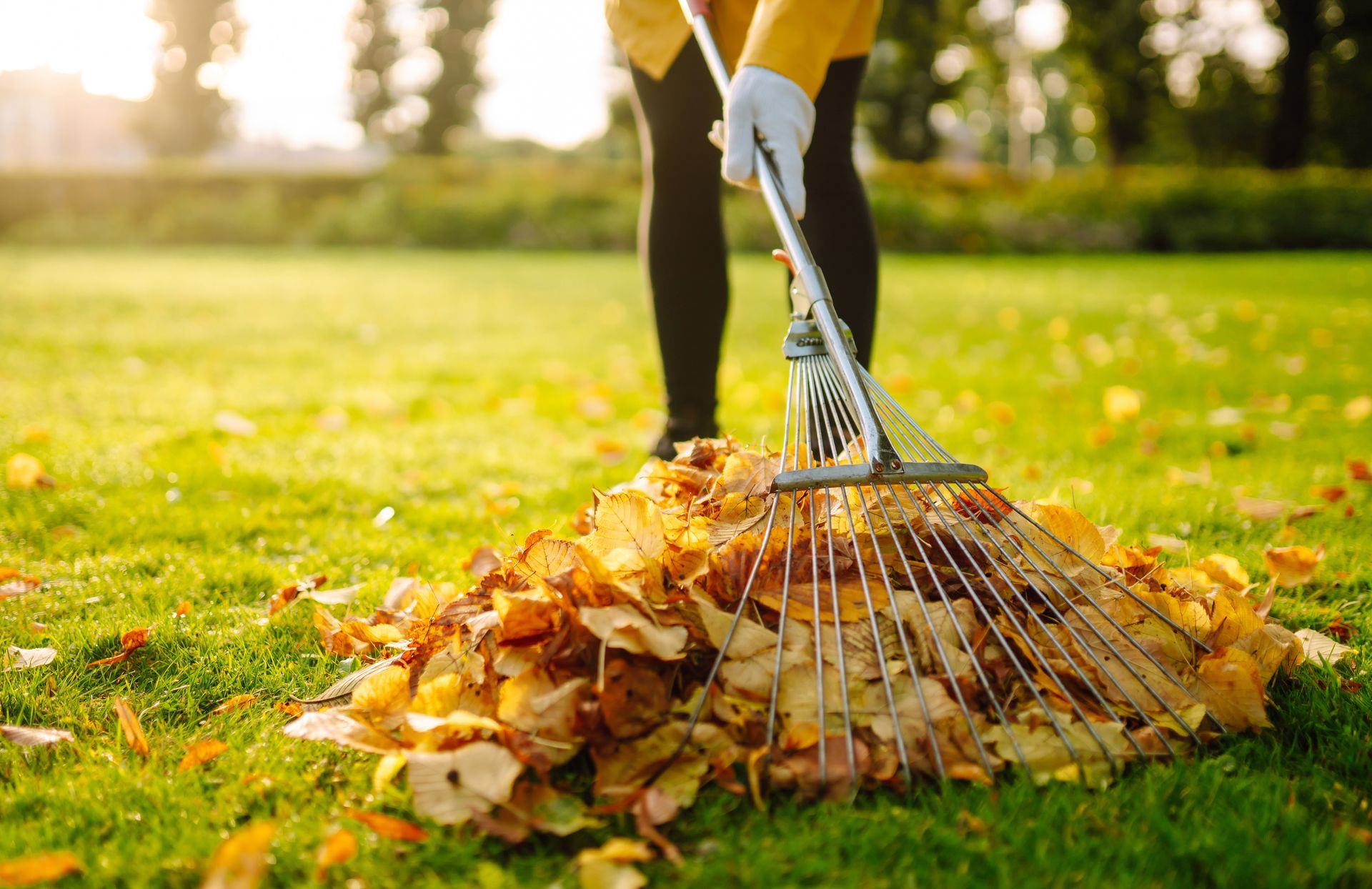 A person in a yellow jacket and gloves rakes a pile of fallen autumn leaves on a grassy lawn in the golden sunlight.