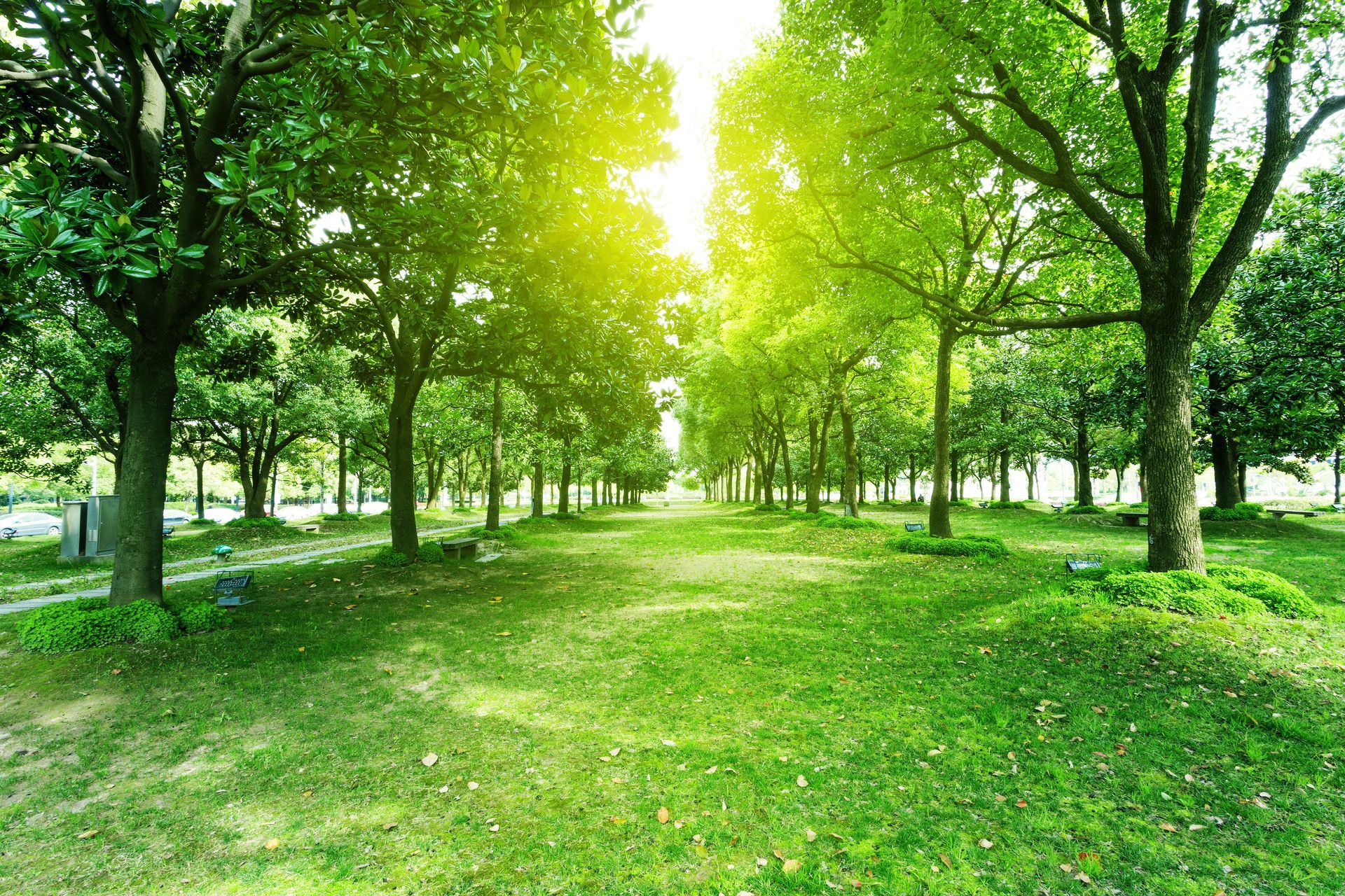 Sunlight filters through a bright green tree-lined path leading into a lush, grassy park.