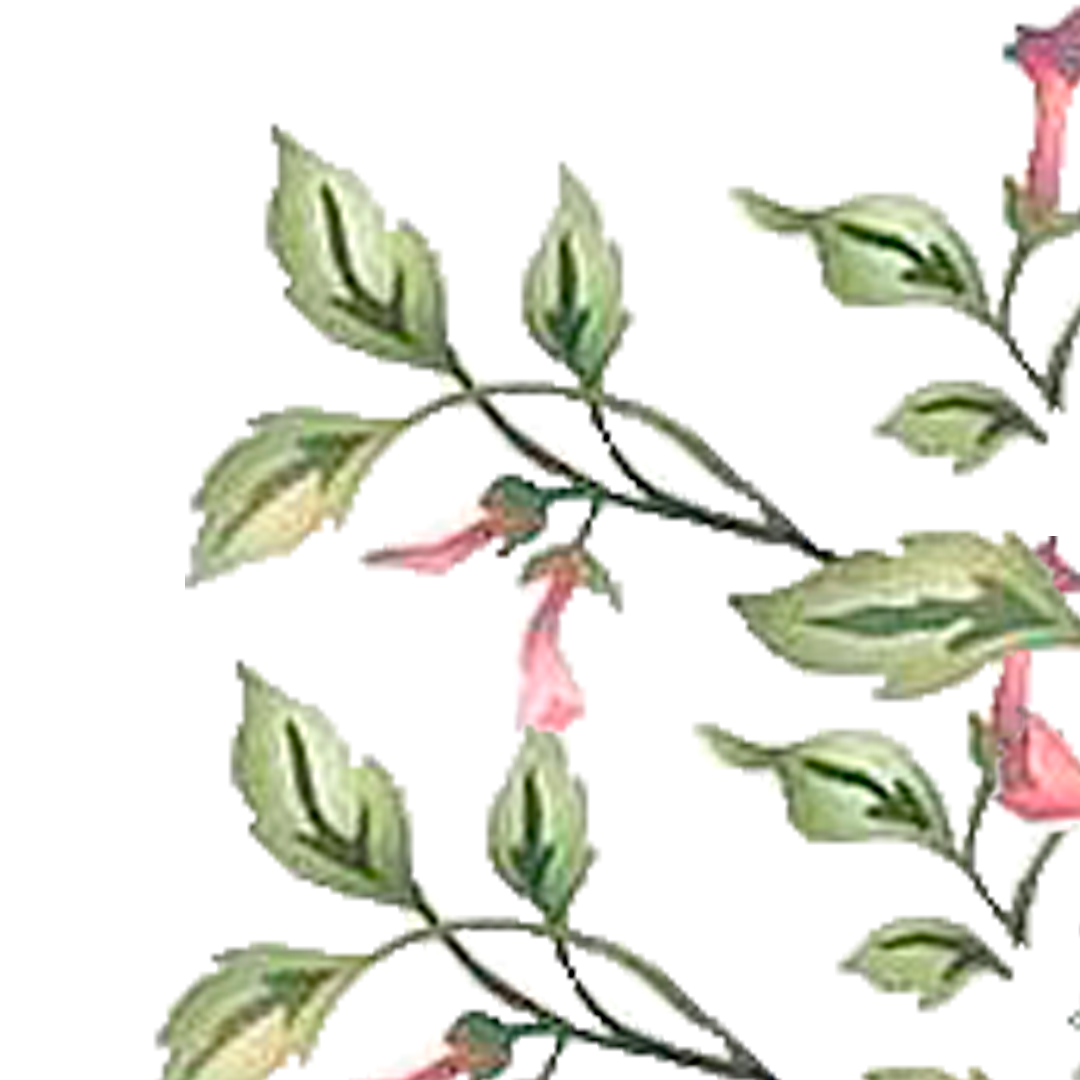 Watercolor illustration of vines with green leaves and pink flowers.