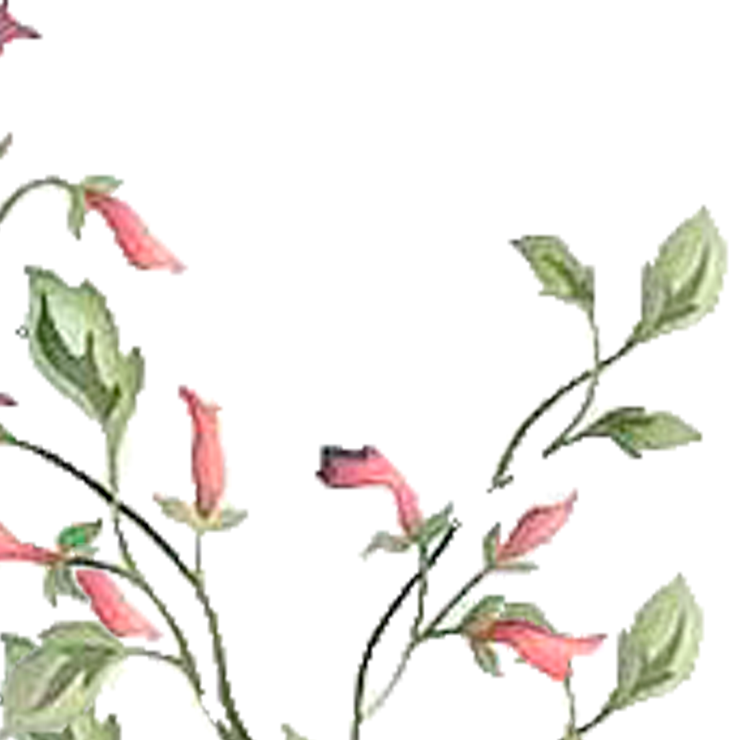 Watercolor illustration of pink bell-shaped flowers and green leaves on a white background.