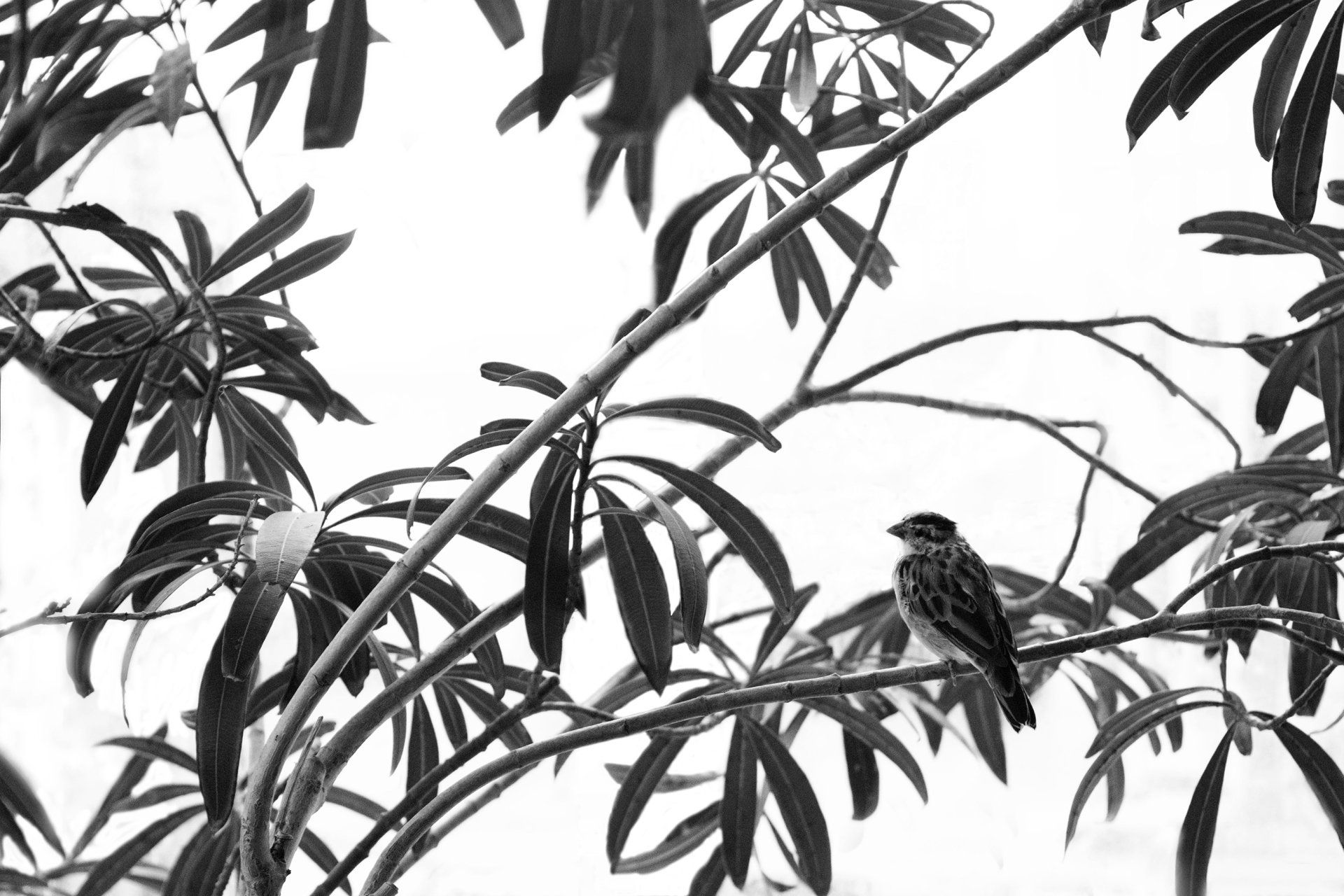 Bird perched on a tree branch with long, slender leaves against a bright sky.