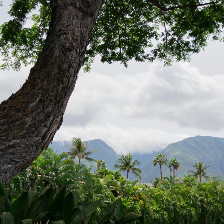 A tree in the middle of a forest with mountains in the background.