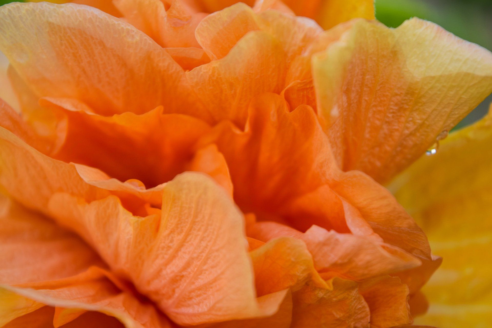 Orange and yellow multi-petaled flower, close-up with water droplets.