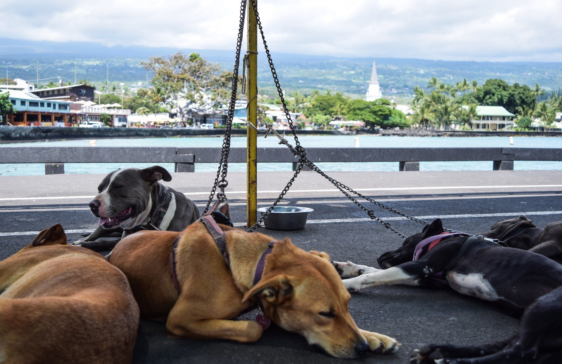 Several dogs rest on pavement near a waterfront. One gray and white dog is alert, others are sleeping, with ocean and buildings in the background.