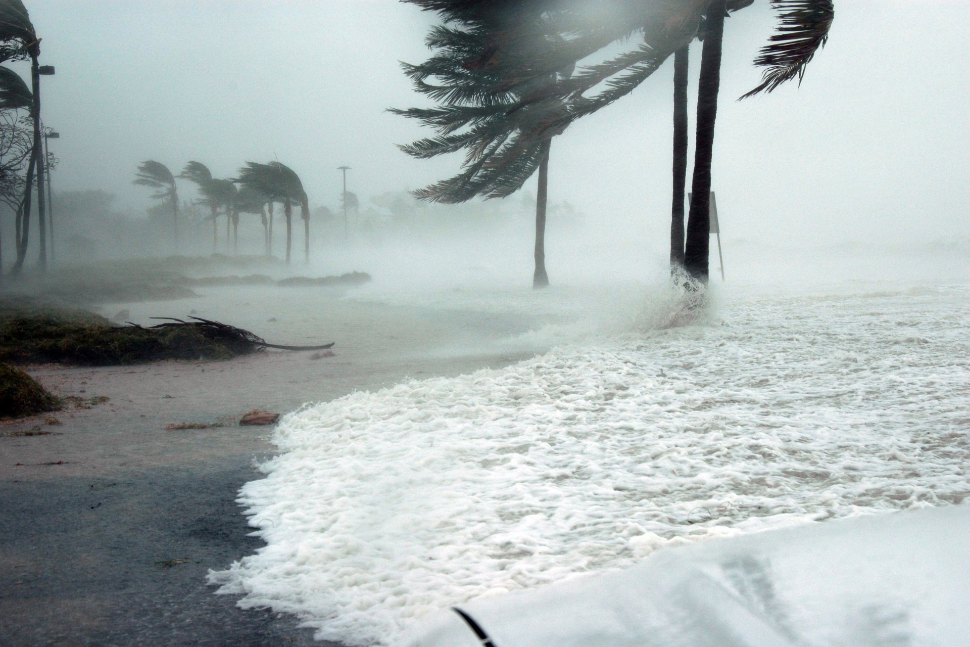 A stormy beach with palm trees blowing in the wind