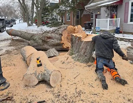 Tree-cutting scene with logs, sawdust, and a worker in orange chaps beside a large fallen trunk