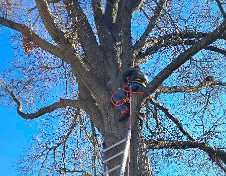 A man is climbing up a tree with a ladder.