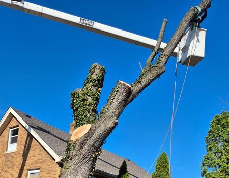 A tree is being cut down by a crane in front of a brick house.