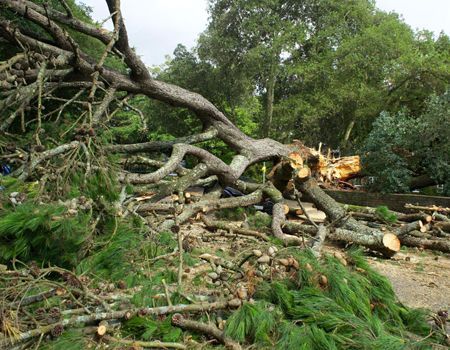 A pile of logs laying on the ground next to a fallen tree.