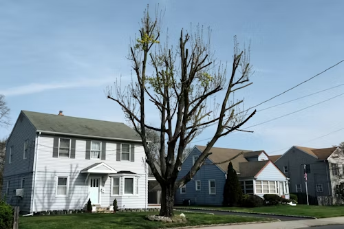 Bare tree in front of light blue houses with green lawns under a blue sky.